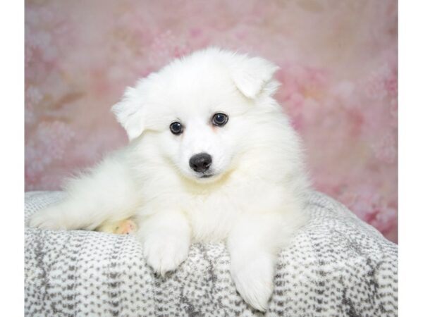 American Eskimo--Male---Petland Fort Myers, Florida