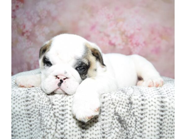 Bulldog--Male---Petland Fort Myers, Florida