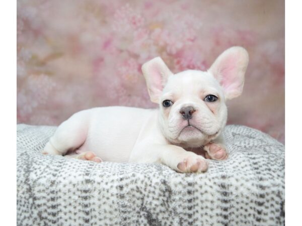 French Bulldog--Male---Petland Fort Myers, Florida