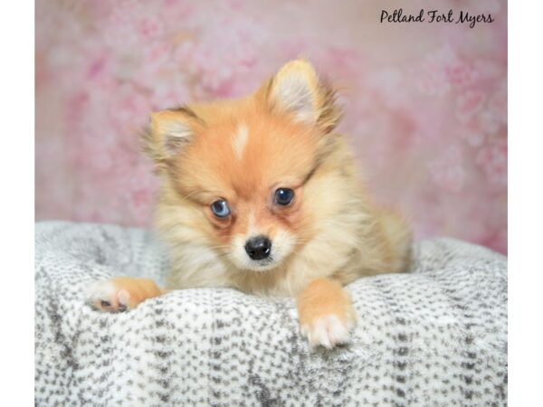 Pomeranian--Male---Petland Fort Myers, Florida
