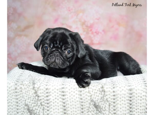 Pug Dog Male Black 23233 Petland Fort Myers, Florida