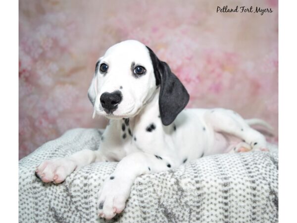 Dalmatian Dog Female Black & White 23235 Petland Fort Myers, Florida