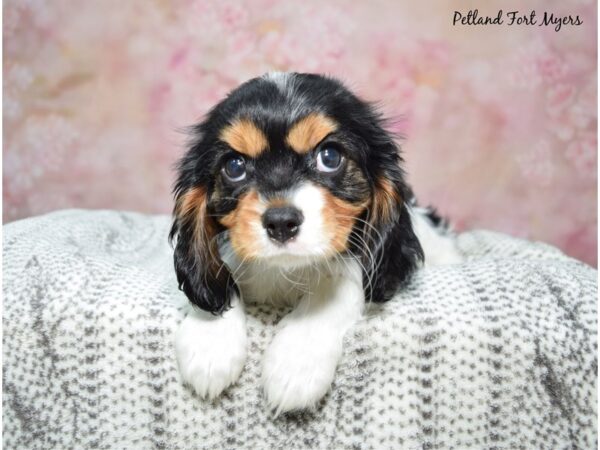 Cavalier King Charles Spaniel-Dog-Female-Tri-23237-Petland Fort Myers, Florida