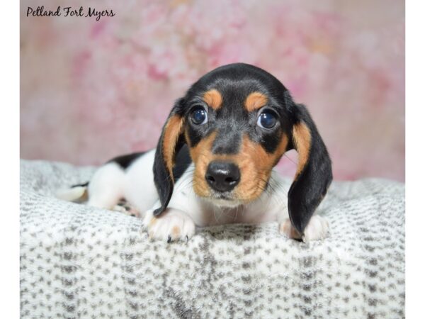 Dachshund--Male---Petland Fort Myers, Florida