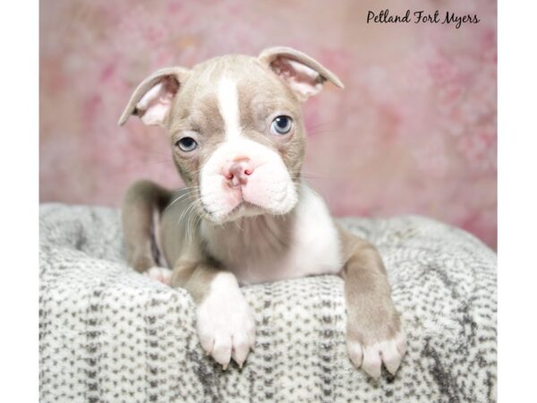 Boston Terrier Dog Male Lilac & White 23244 Petland Fort Myers, Florida