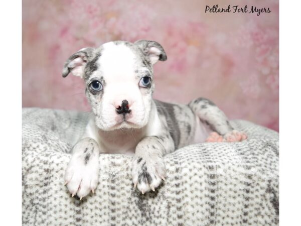 Boston Terrier Dog Male Blue Merle 23245 Petland Fort Myers, Florida