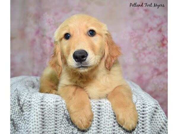 Golden Retriever Dog Male Golden 23251 Petland Fort Myers, Florida