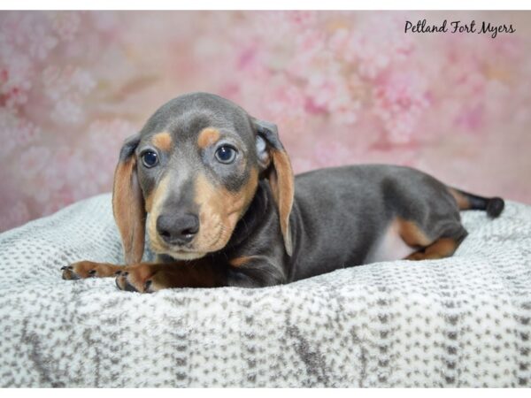 Dachshund-Dog-Male-Gray-23286-Petland Fort Myers, Florida