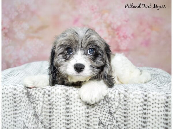 Cavapoo Dog Female Blue Merle 23285 Petland Fort Myers, Florida