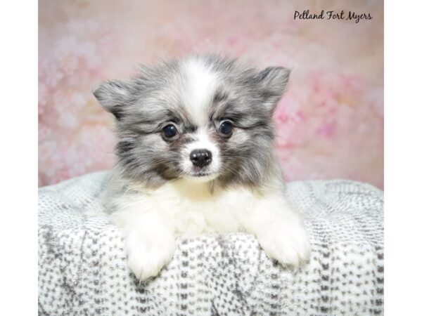 Pomeranian Dog Male Merle/Parti 23283 Petland Fort Myers, Florida