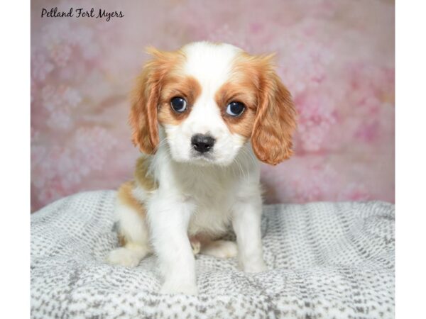 Cavalier King Charles Spaniel-Dog-Male-Blenheim-23282-Petland Fort Myers, Florida