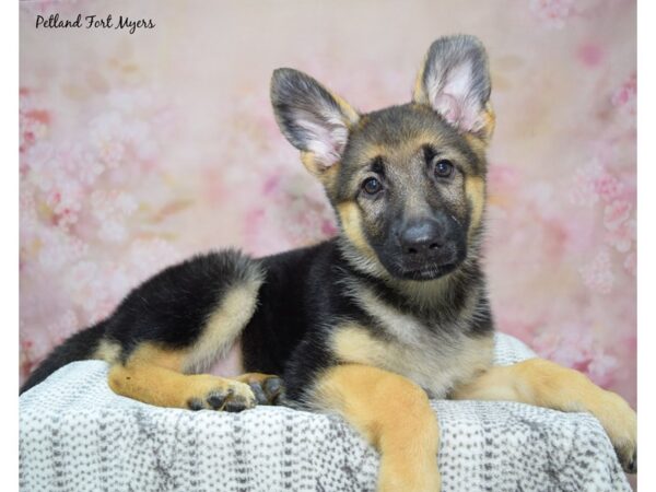 German Shepherd Dog Female Black & Tan 23281 Petland Fort Myers, Florida