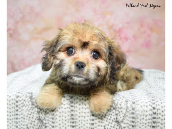 Cavachon-Dog-Female-Sable-23280-Petland Fort Myers, Florida