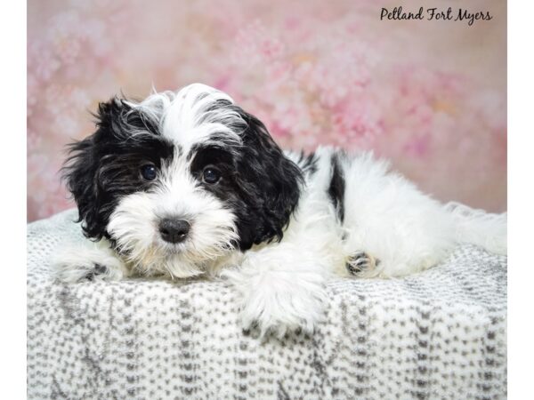 Coton De Tulear Dog Female Black & White 23279 Petland Fort Myers, Florida