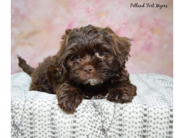 Shih Poo-Dog-Female-Chocolate-23278-Petland Fort Myers, Florida