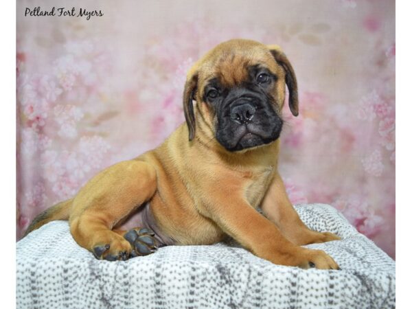 Bullmastiff-Dog-Male-Fawn-23277-Petland Fort Myers, Florida