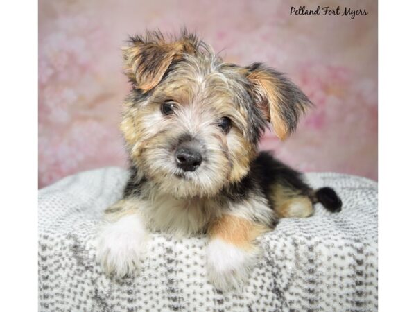 Morkie-Dog-Male-Black & Tan-23276-Petland Fort Myers, Florida