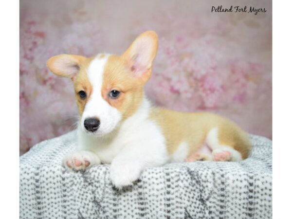 Pembroke Welsh Corgi Dog Female Red & White 23275 Petland Fort Myers, Florida