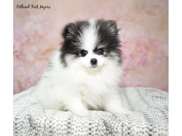 Pomeranian Dog Female Black & White/Parti 23274 Petland Fort Myers, Florida