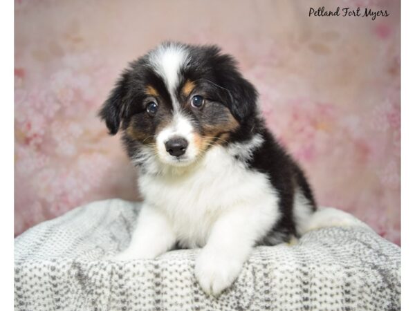 Australian Shepherd Dog Female Black White & Tan 23273 Petland Fort Myers, Florida