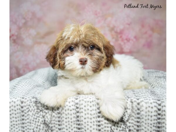 Havanese Dog Female Liver & White 23272 Petland Fort Myers, Florida