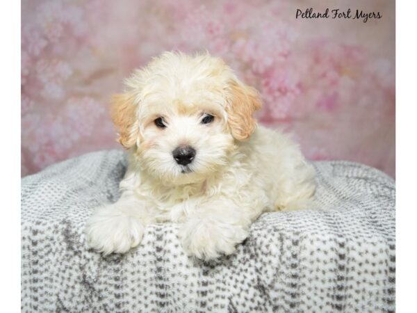 Maltipoo-Dog-Female-Cream-23271-Petland Fort Myers, Florida