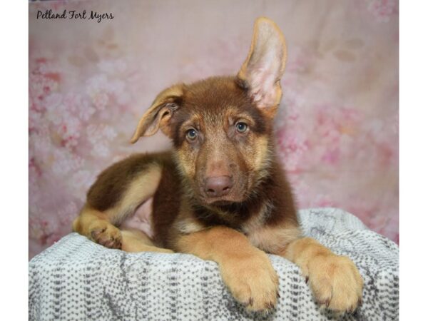 German Shepherd Dog Male Liver 23269 Petland Fort Myers, Florida