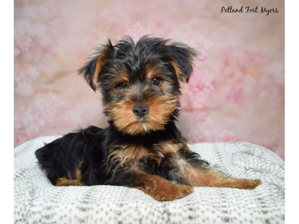 Yorkshire Terrier-Dog-Male-Black & Tan-23268-Petland Fort Myers, Florida