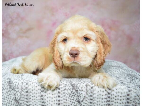 Cocker Spaniel--Male---Petland Fort Myers, Florida