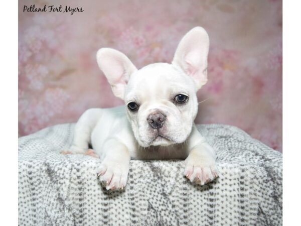 French Bulldog Dog Female Cream 23266 Petland Fort Myers, Florida