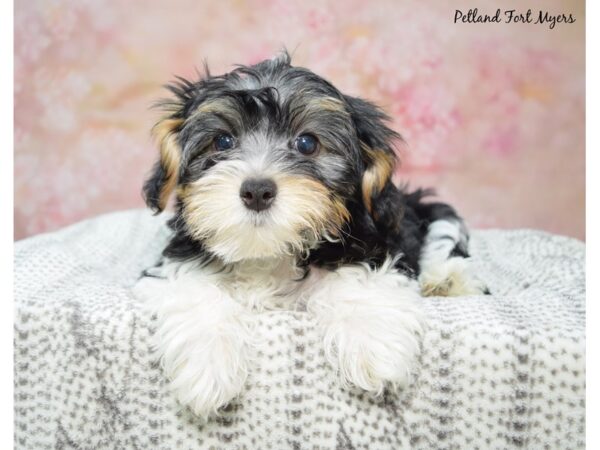 Yorkiepoo Dog Female Black Tan & White 23264 Petland Fort Myers, Florida