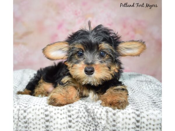 Yorkiepoo Dog Male Black & Tan 23263 Petland Fort Myers, Florida