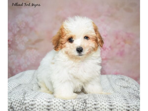 Havanese Dog Male Chocolate & White 23261 Petland Fort Myers, Florida