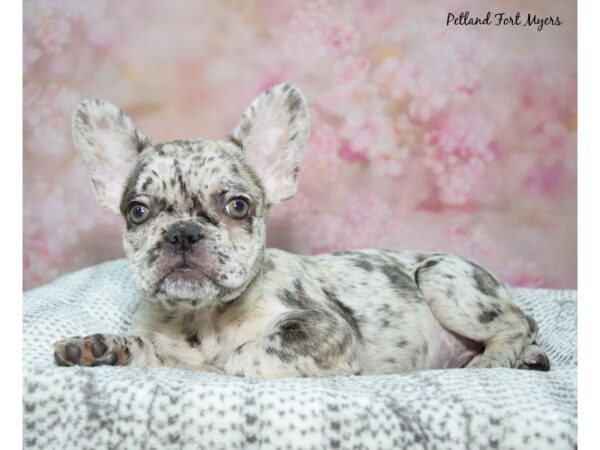 French Bulldog-Dog-Female-Black Merle-23260-Petland Fort Myers, Florida