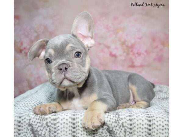 French Bulldog-Dog-Male-Blue & Tan-23259-Petland Fort Myers, Florida