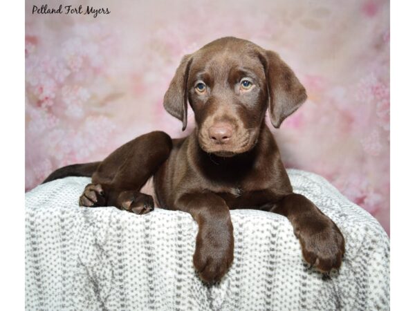 Labrador Retriever-Dog-Female-Chocolate-23258-Petland Fort Myers, Florida