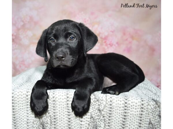 Labrador Retriever-Dog-Male-Black-23257-Petland Fort Myers, Florida