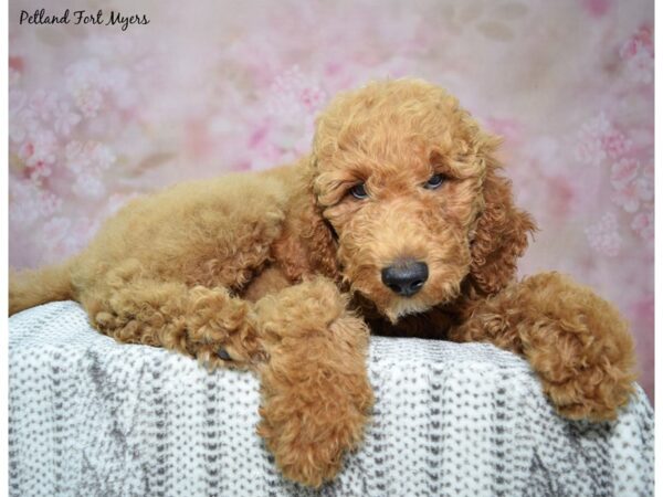 Golden Doodle--Male---Petland Fort Myers, Florida