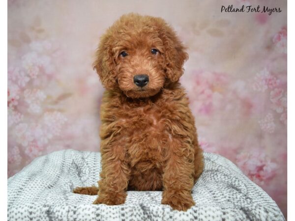 Miniature Goldendoodle-Dog-Female-Red-23253-Petland Fort Myers, Florida