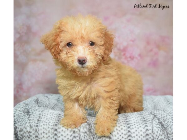 Miniature Poodle Dog Female Red & Apricot 23309 Petland Fort Myers, Florida