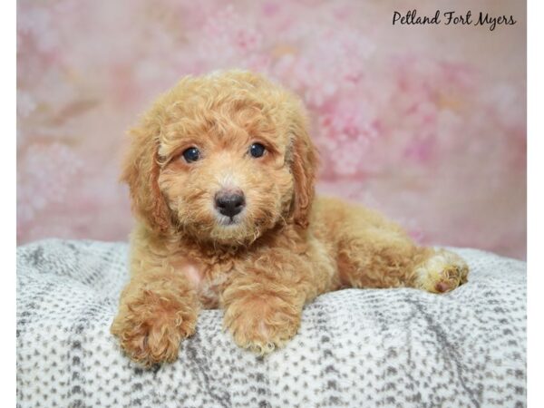 Poodle Dog Female Red 23308 Petland Fort Myers, Florida