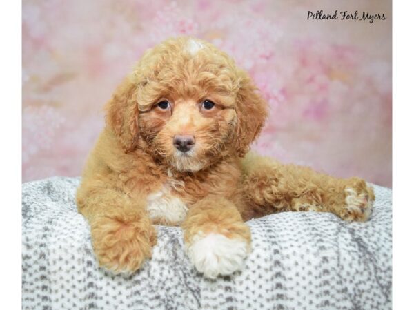 Poodle Dog Male Red 23307 Petland Fort Myers, Florida