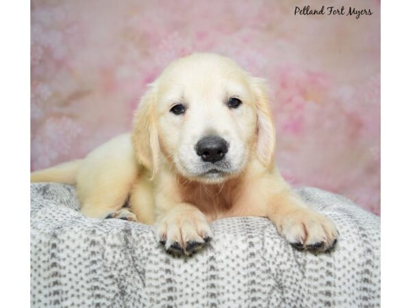 Golden Retriever Dog Male Cream 23306 Petland Fort Myers, Florida