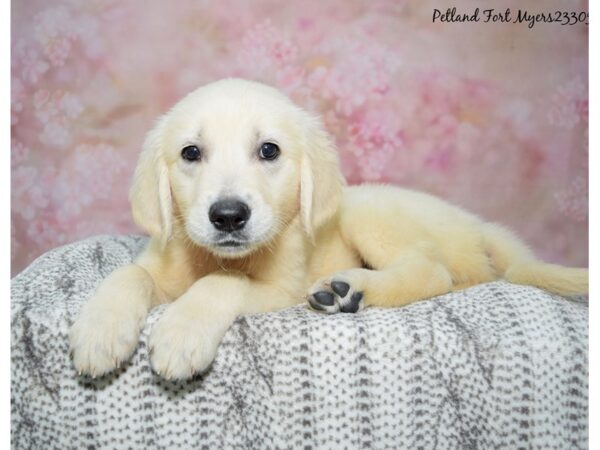 Golden Retriever Dog Female Cream 23305 Petland Fort Myers, Florida