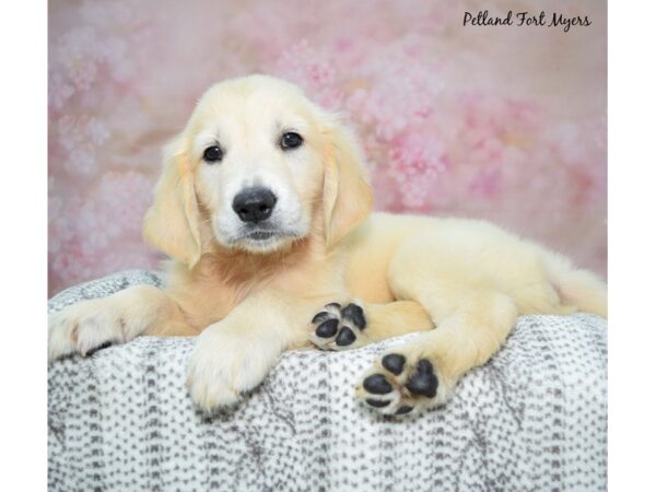 Golden Retriever Dog Male Cream 23302 Petland Fort Myers, Florida