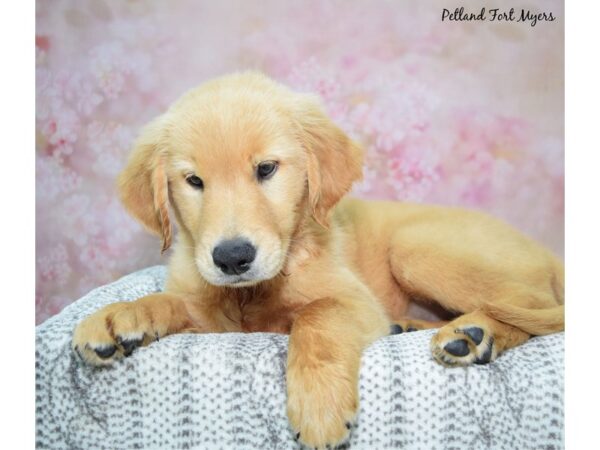 Golden Retriever Dog Female Golden 23301 Petland Fort Myers, Florida