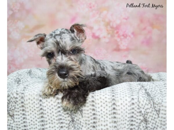 Miniature Schnauzer Dog Male Blue Merle 23300 Petland Fort Myers, Florida