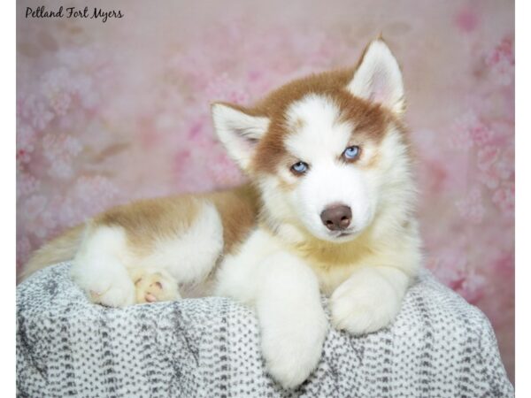 Siberian Husky Dog Male Red & White 23299 Petland Fort Myers, Florida