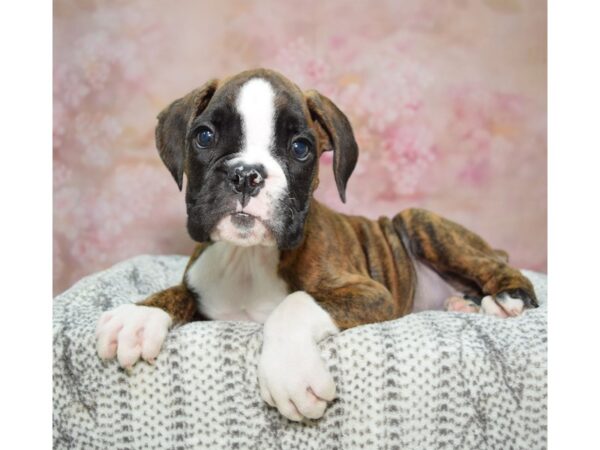 Boxer-Dog-Male-Brindle-23298-Petland Fort Myers, Florida