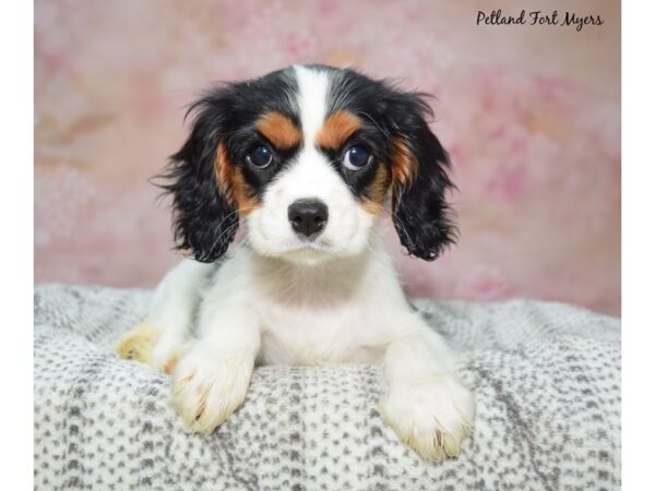 Cavalier King Charles Spaniel-Dog-Female-Black Tan & White-23294-Petland Fort Myers, Florida